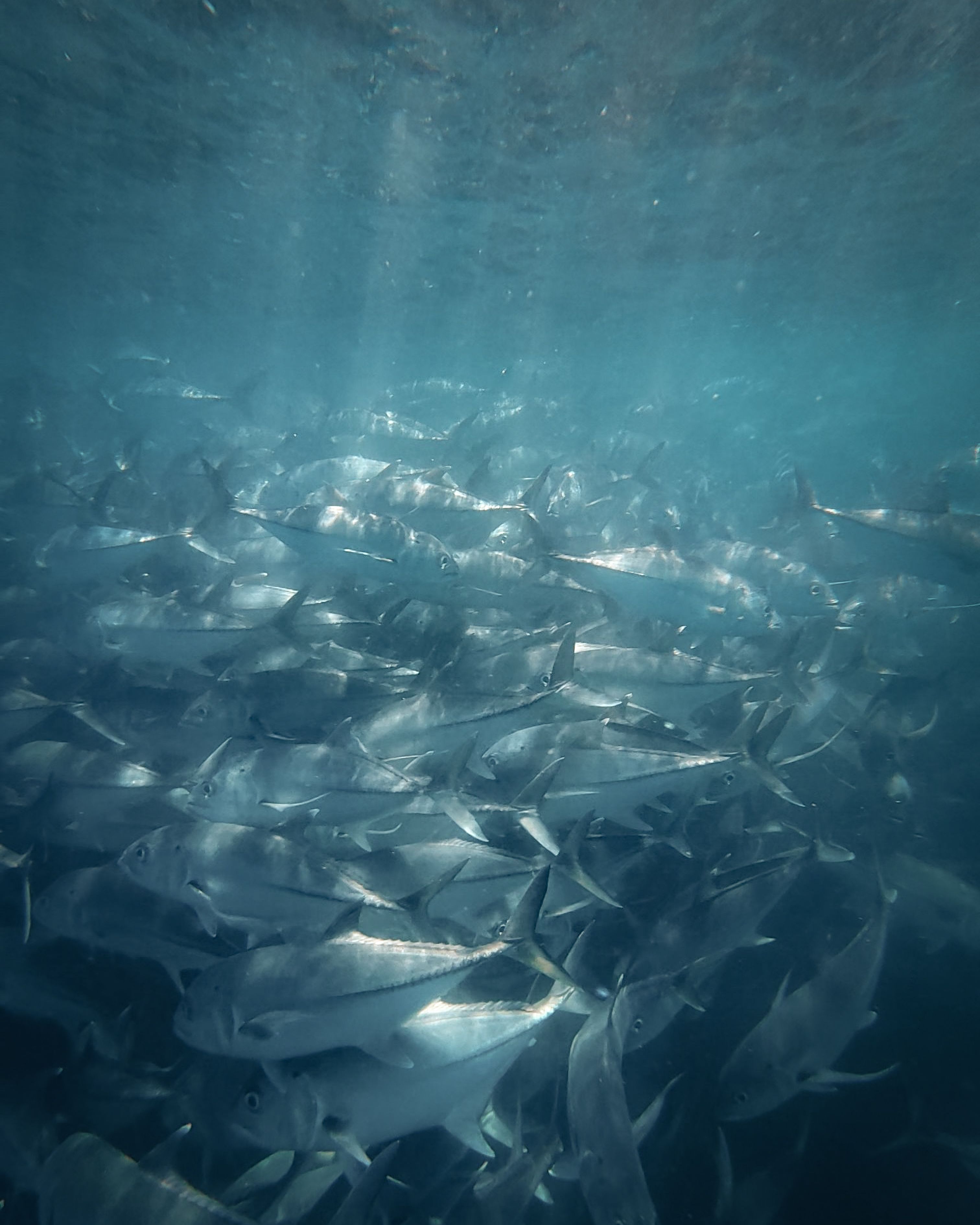 Free Underwater view of a bustling fish shoal in Cabo San Lucas, Baja California Sur. Stock Photo