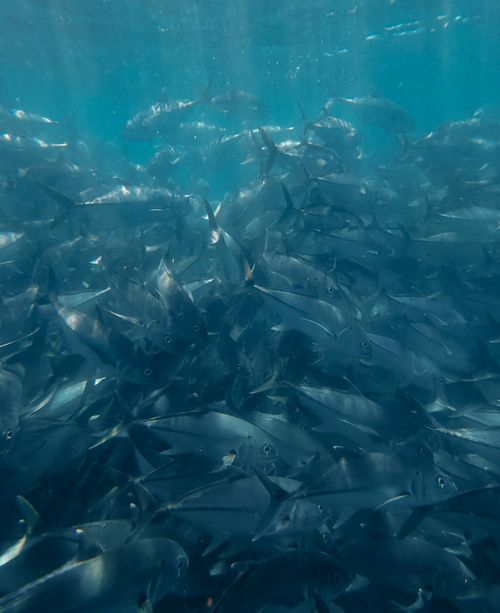 Free Underwater view of a large school of fish swimming in Cabo San Lucas, Mexico. Stock Photo