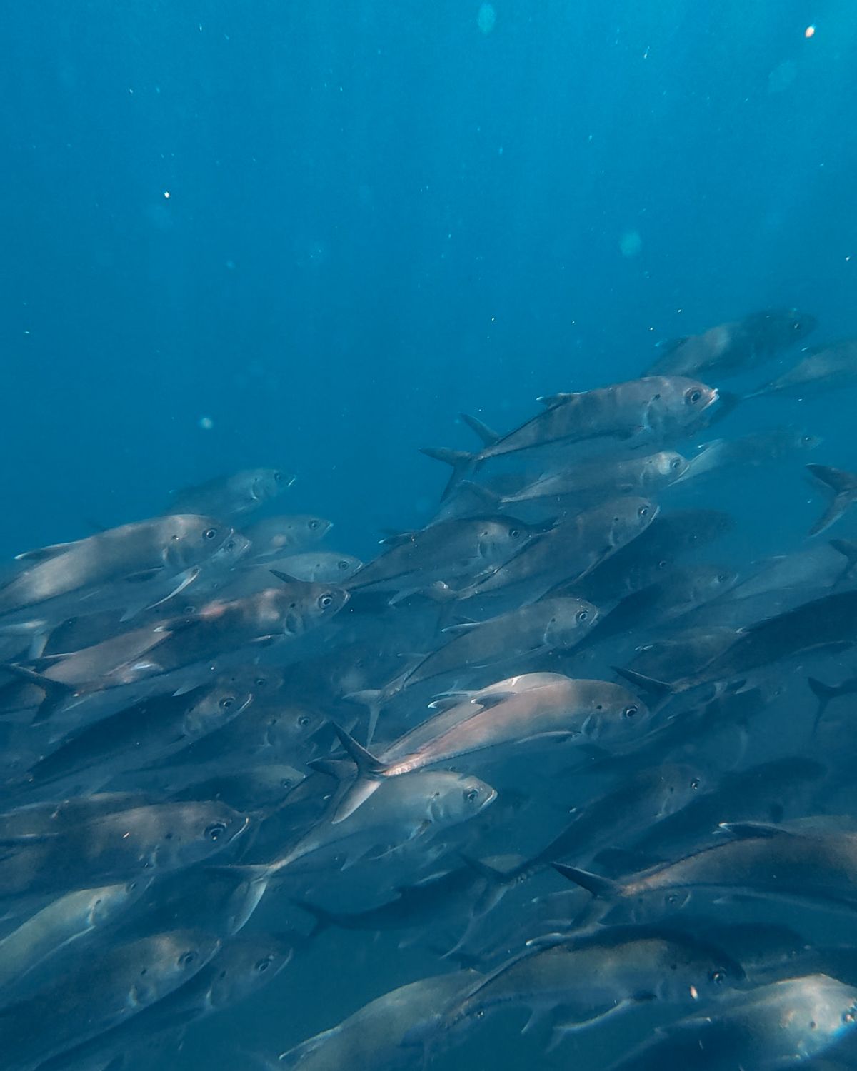 School of Fish in the Sea · Free Stock Photo