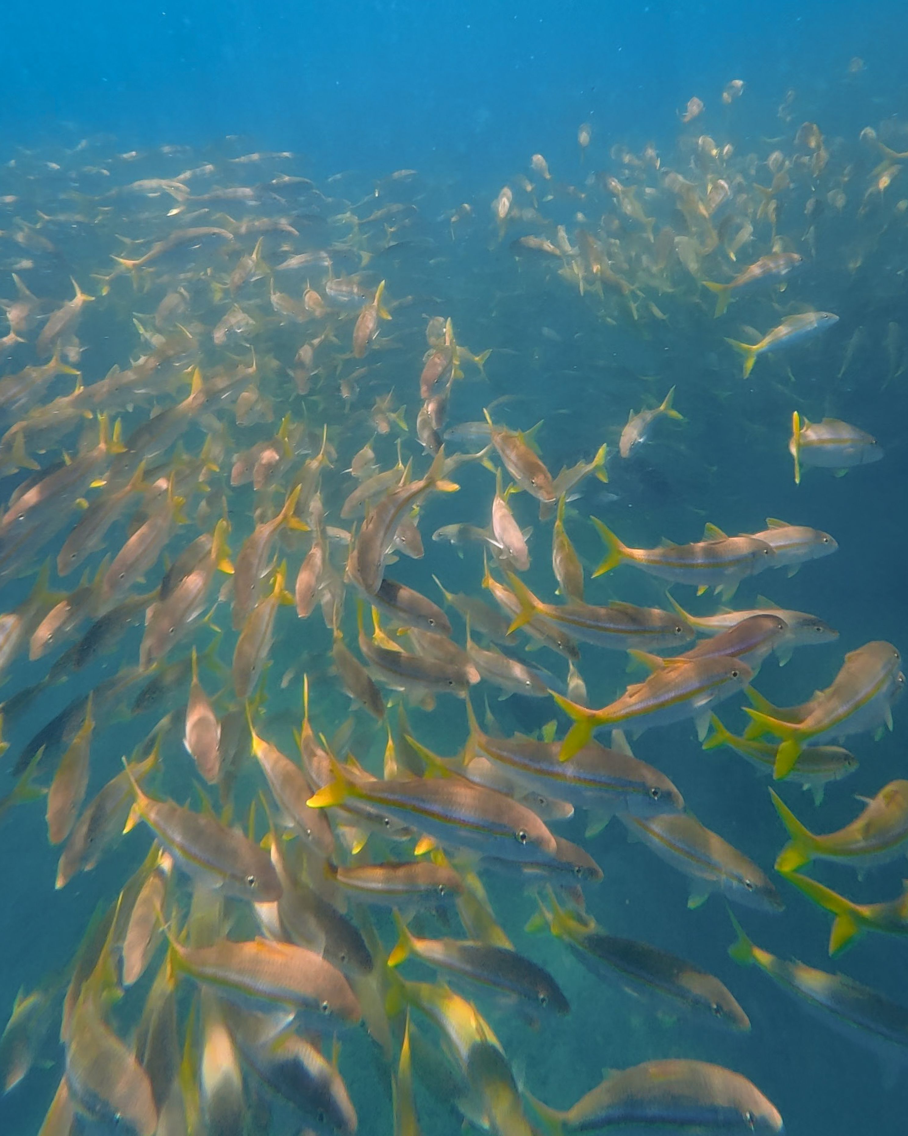 A lively school of fish swimming in the clear blue waters of Cabo San Lucas, Mexico.