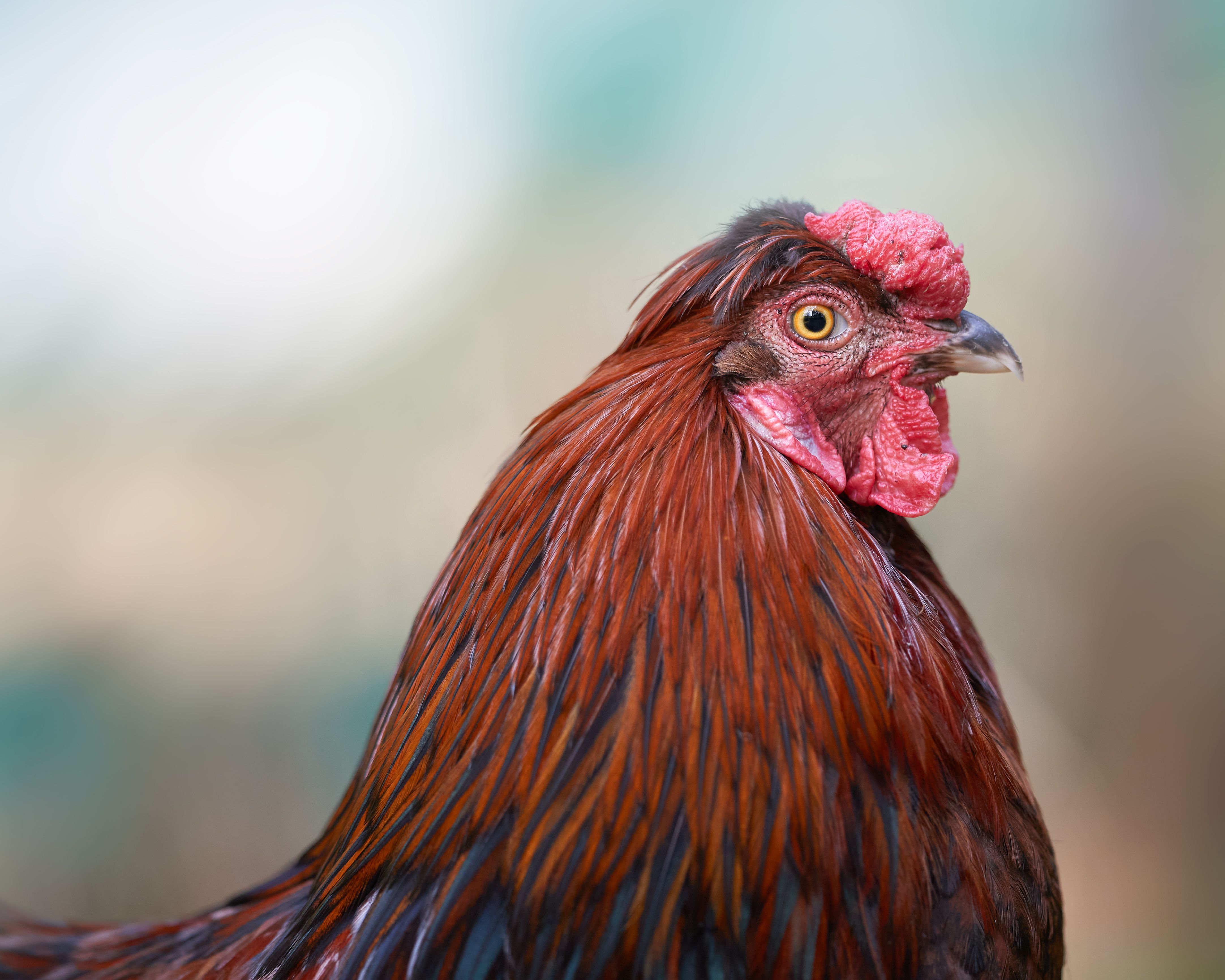 Detailed close-up of a red rooster with vivid plumage and a striking comb, outdoors.