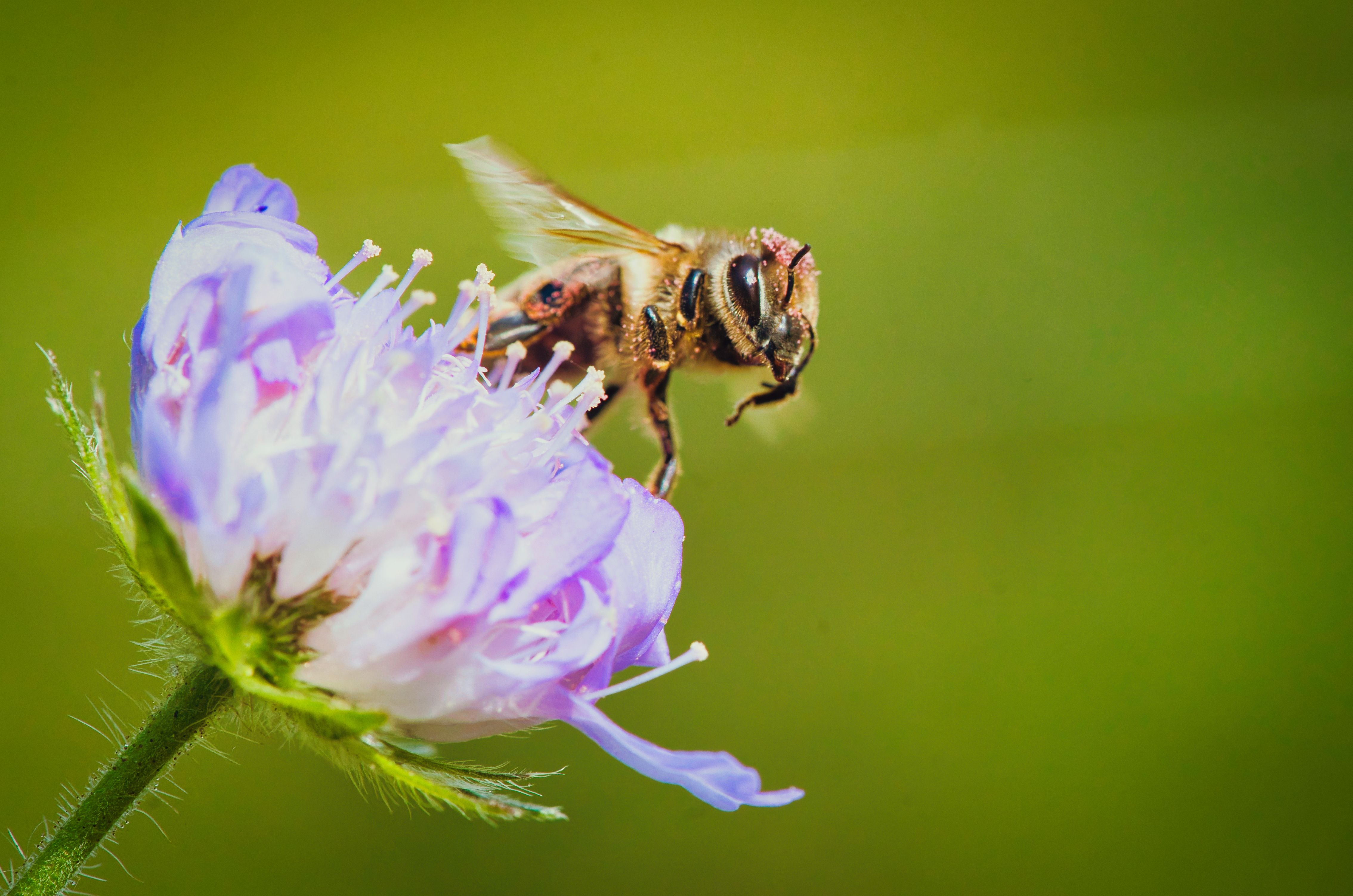 A honeybee collecting pollen from a vibrant purple flower