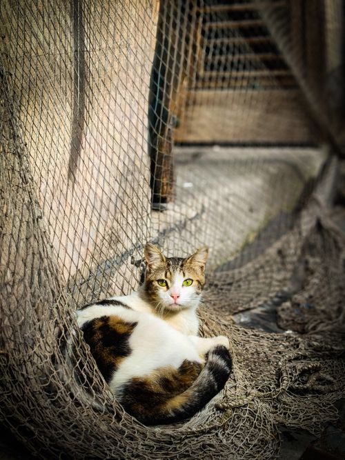 Free A street cat lounging in an alleyway of Istanbul, surrounded by fishing nets. Stock Photo