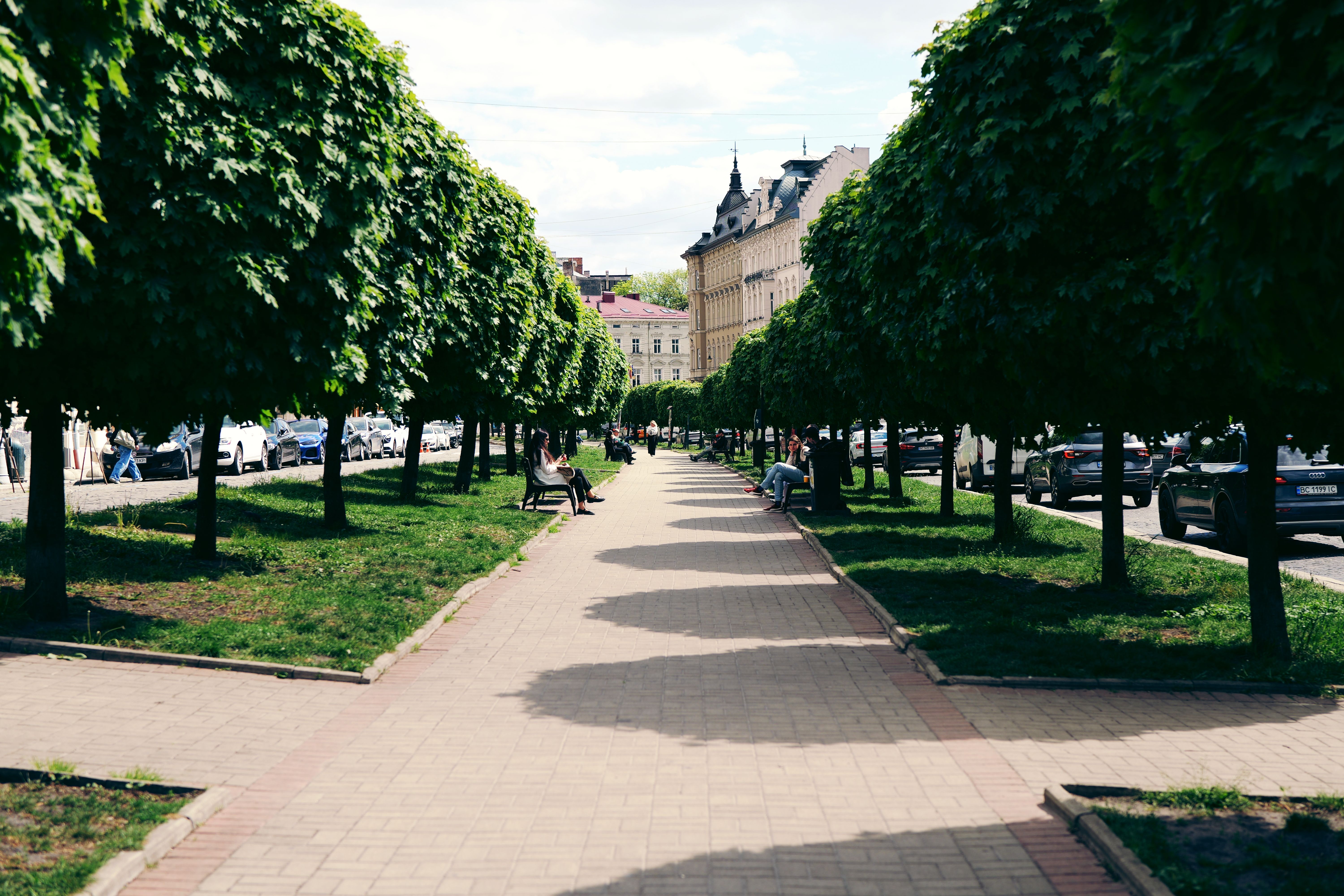 Tree-Lined Avenue in Lviv, Ukraine · Free Stock Photo