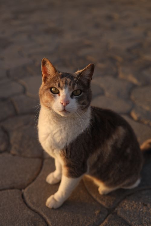 White Cat Sitting on Pavement · Free Stock Photo