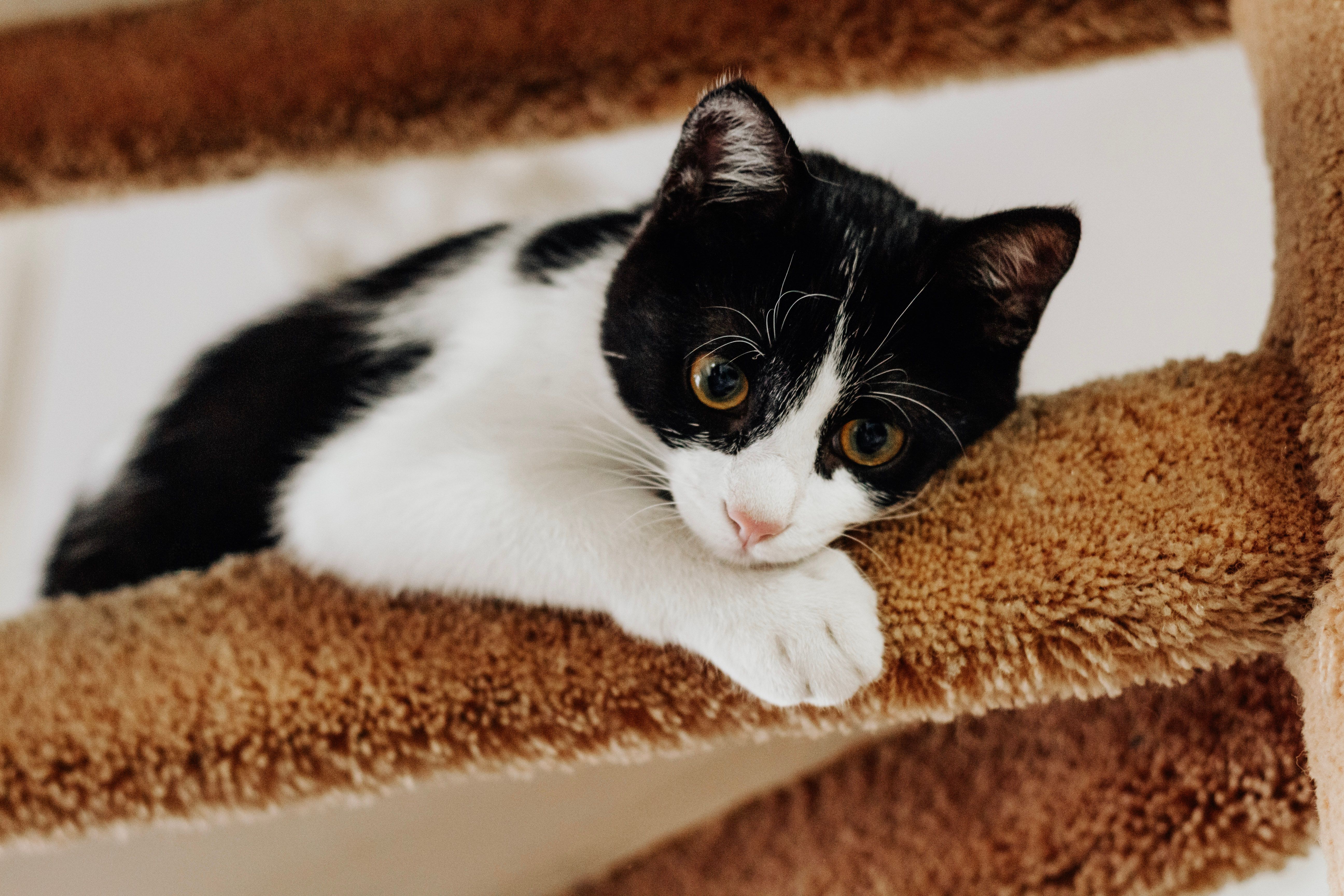 A cat undergoing diagnostic blood testing at a veterinary clinic