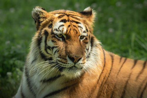 Free Close-up view of a Bengal tiger resting in the grass, showcasing its majestic fur pattern. Stock Photo