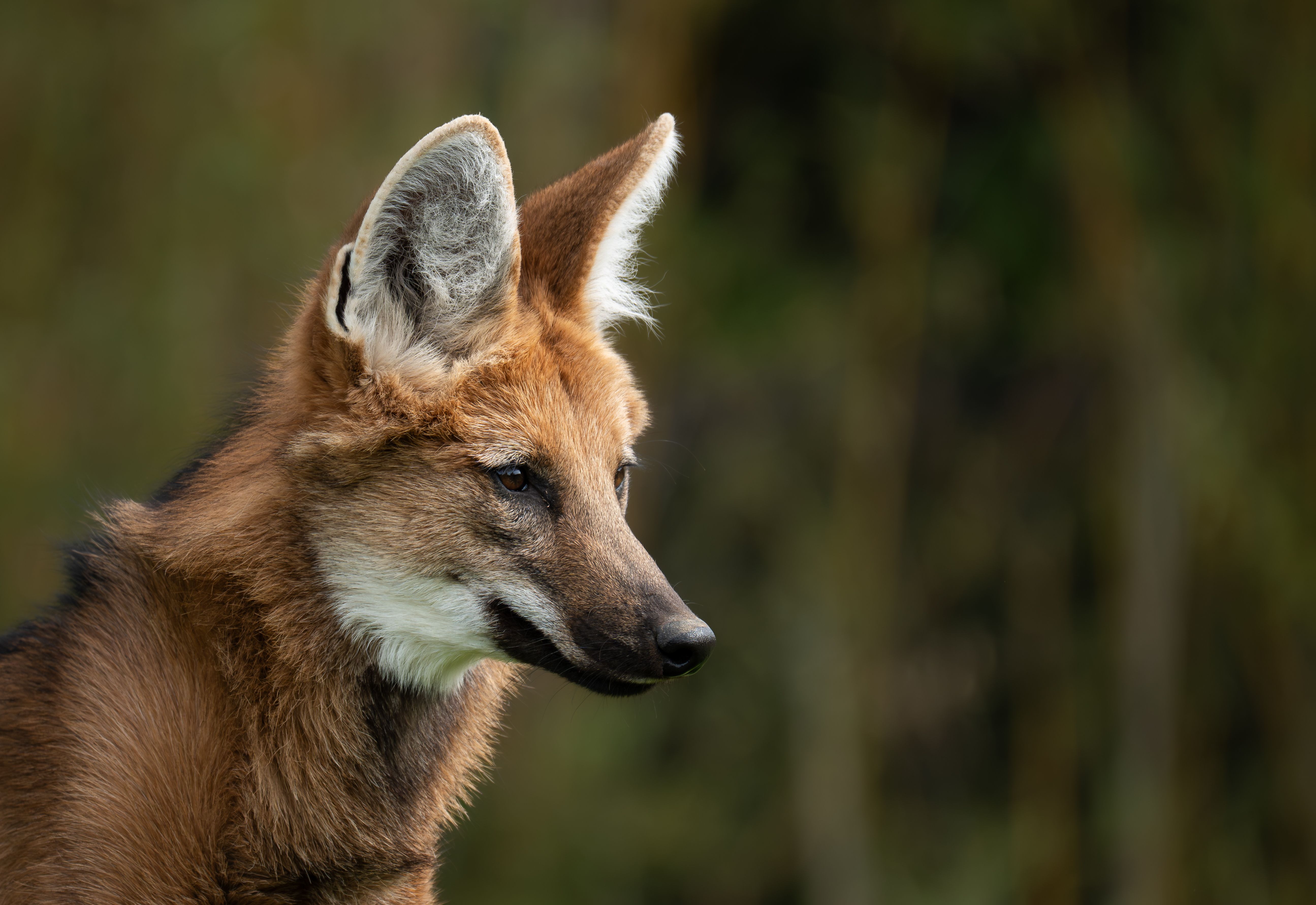 Close-up portrait of a maned wolf in its natural habitat with a blurred background.