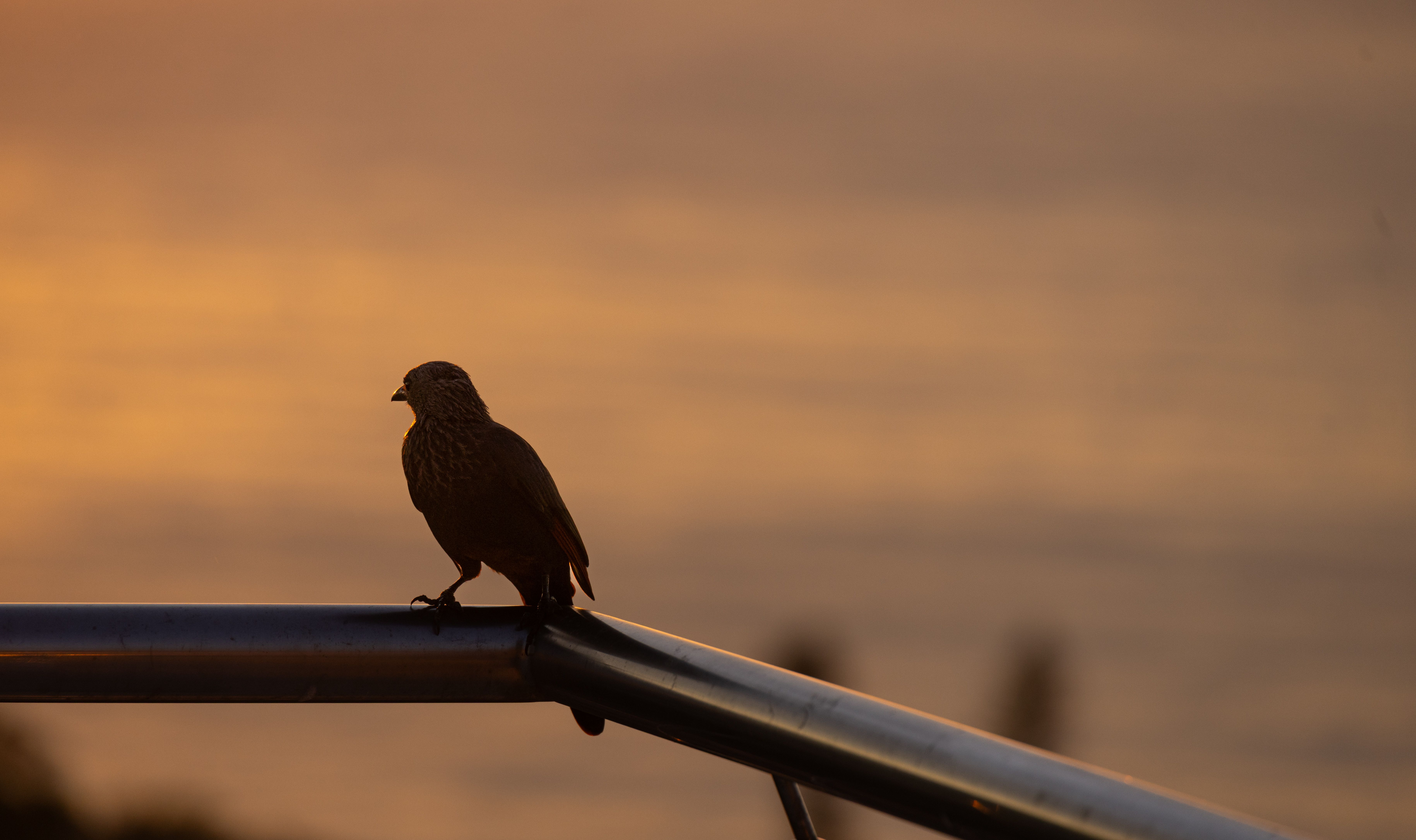 Bird the lakeshore at first light
