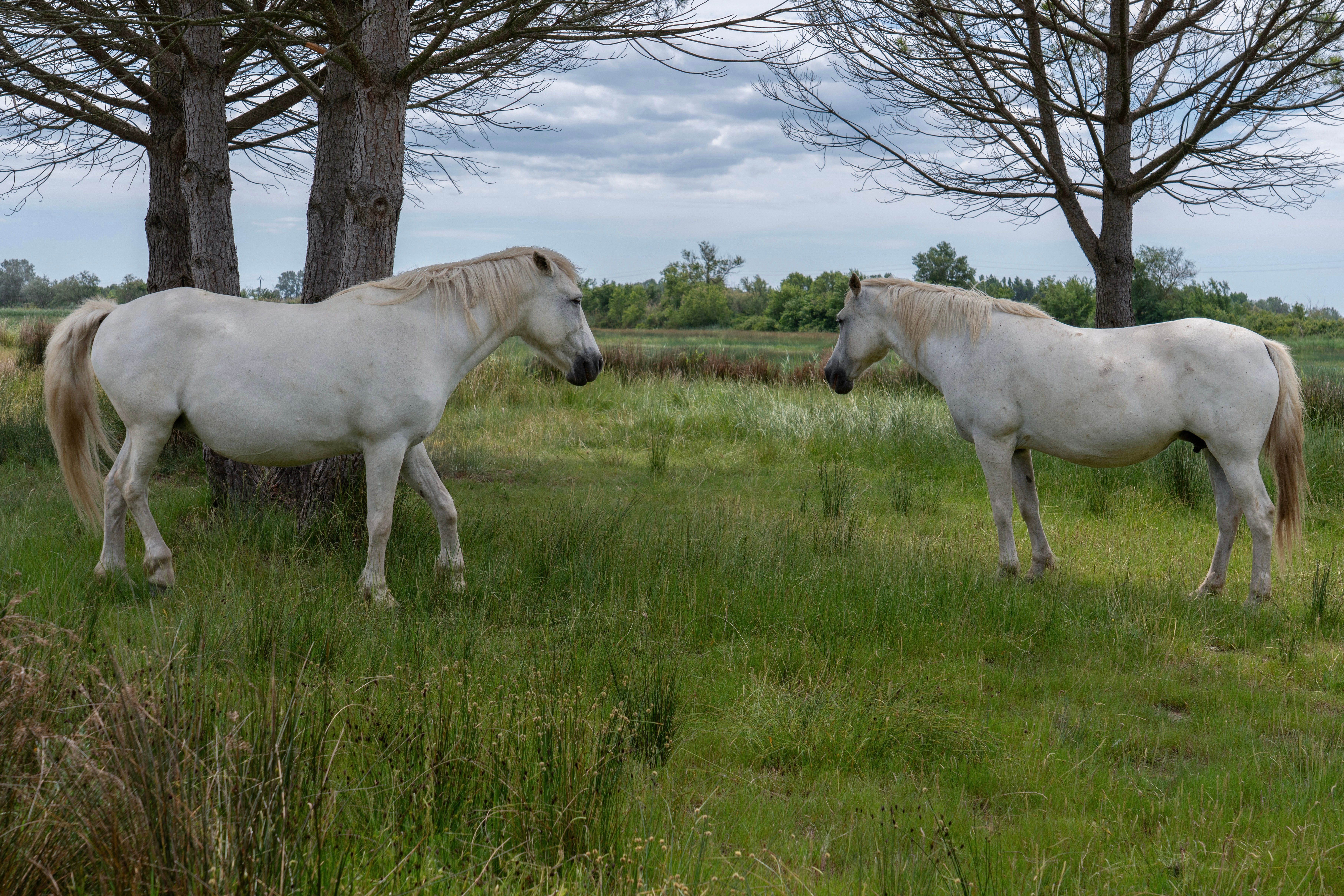 Two white horses stand in a lush green meadow under cloudy skies.