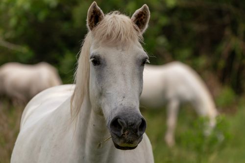 Free Close-up view of a white horse with a blurred natural background, capturing elegance. Stock Photo