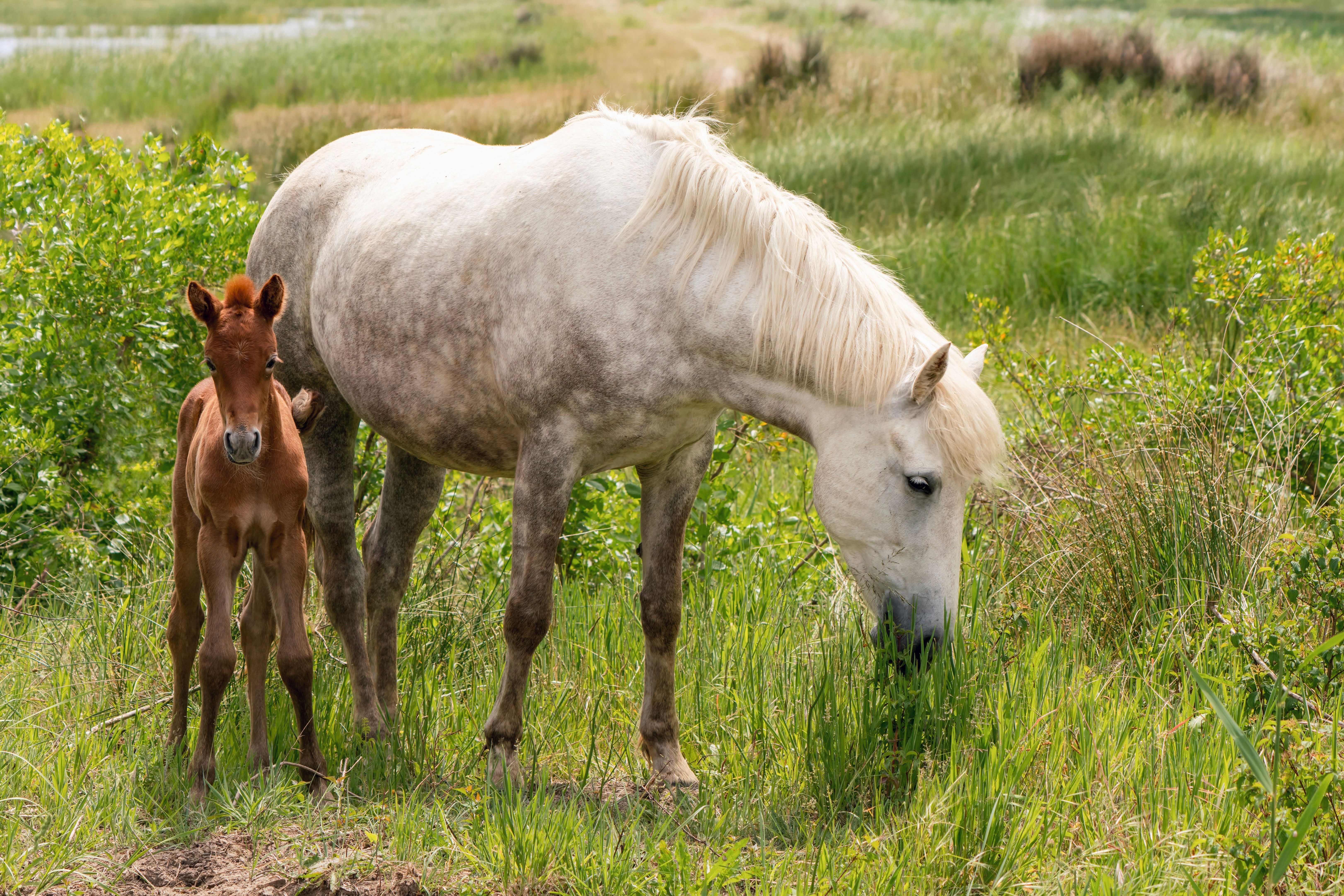 A grey mare and her foal grazing in a green meadow