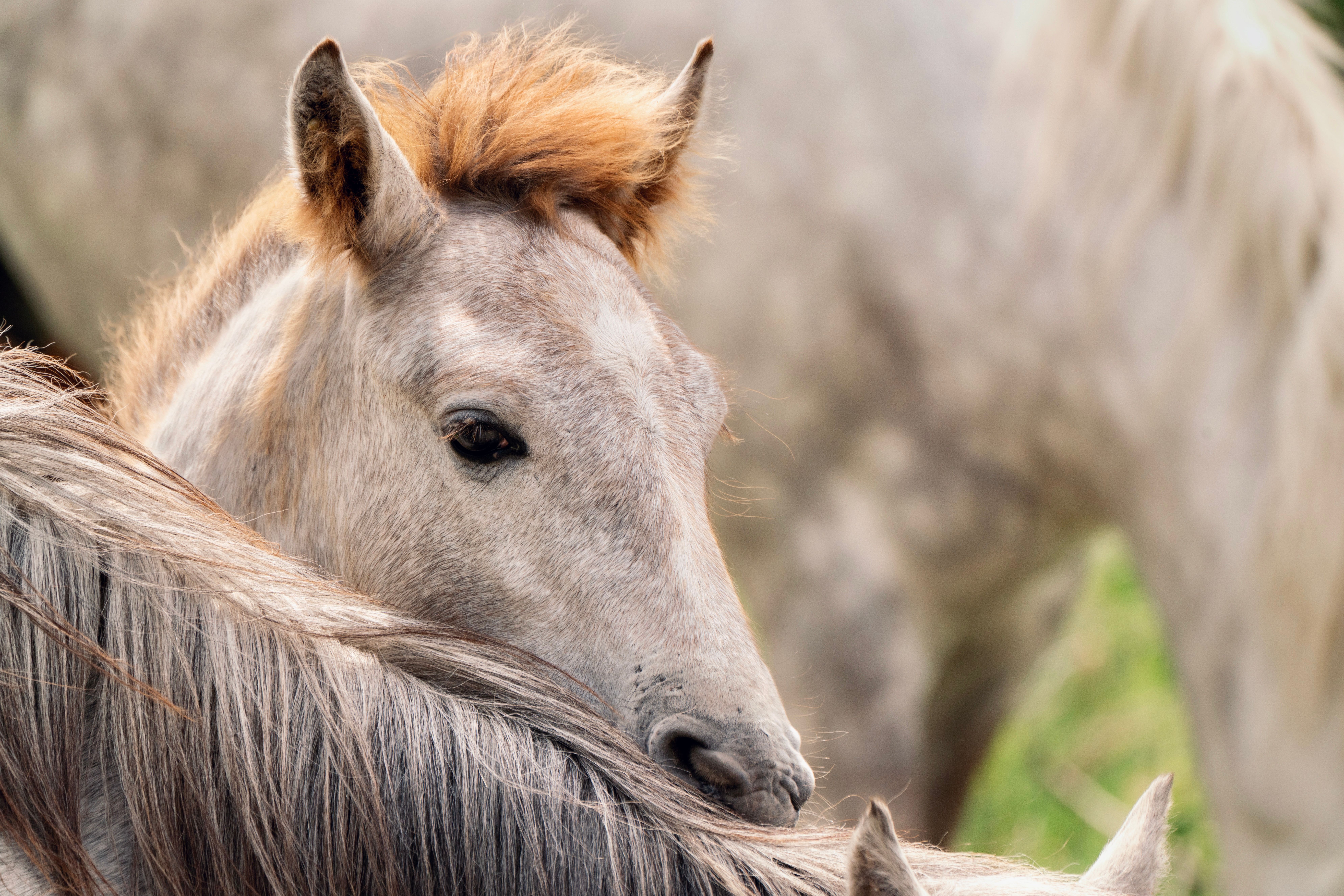 Portrait of a horse at a veterinary clinic