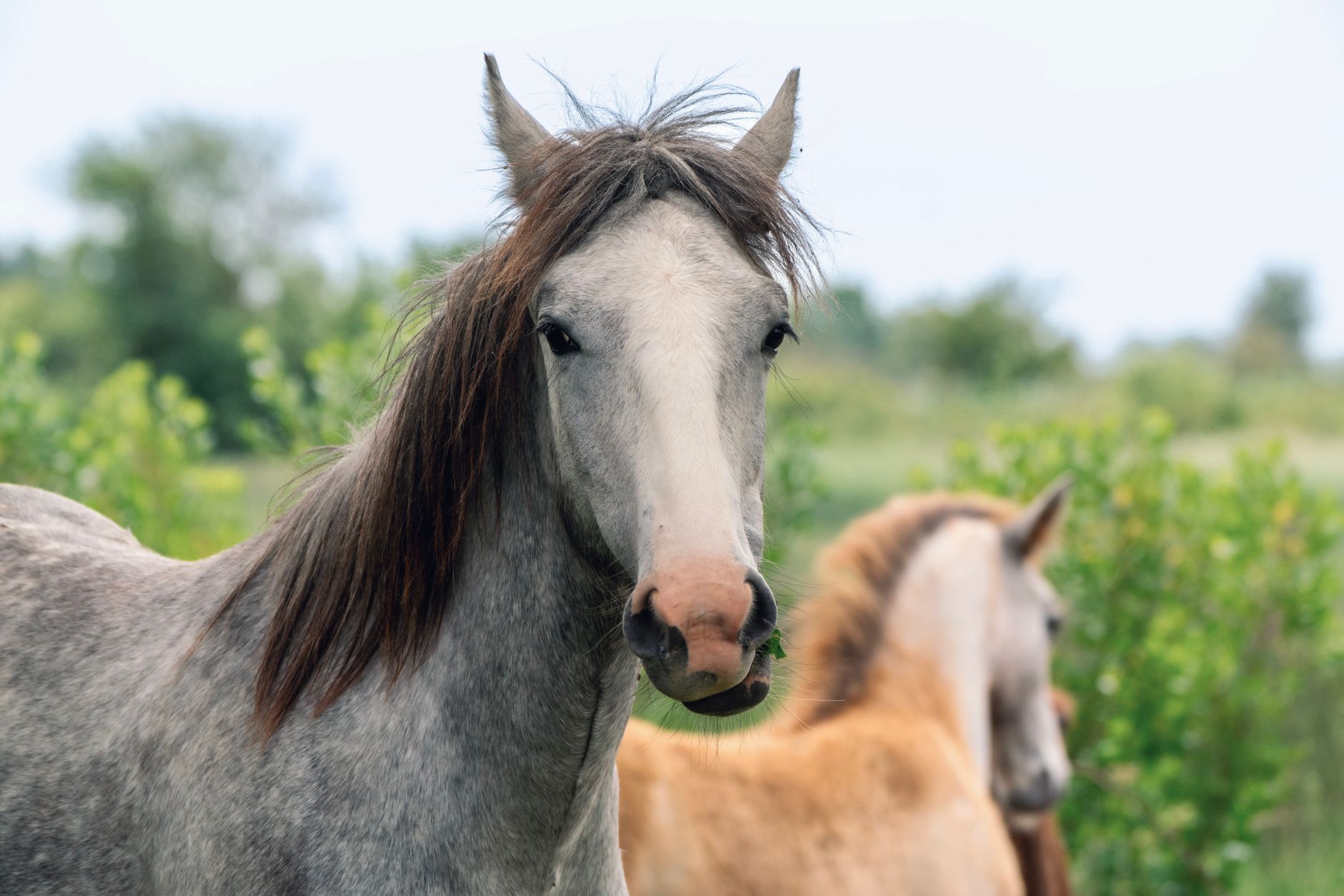 A closeup of two horses in a grassy field, perfect harmony with nature.