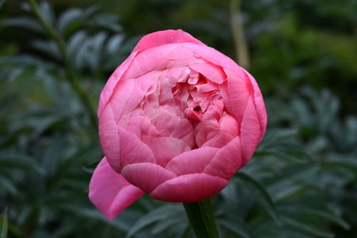 Free Vibrant pink peony flower in full bloom surrounded by lush green leaves. Stock Photo