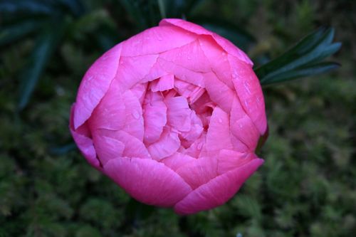 Free Detailed image of a bright pink peony bloom with petals adorned with water droplets. Stock Photo