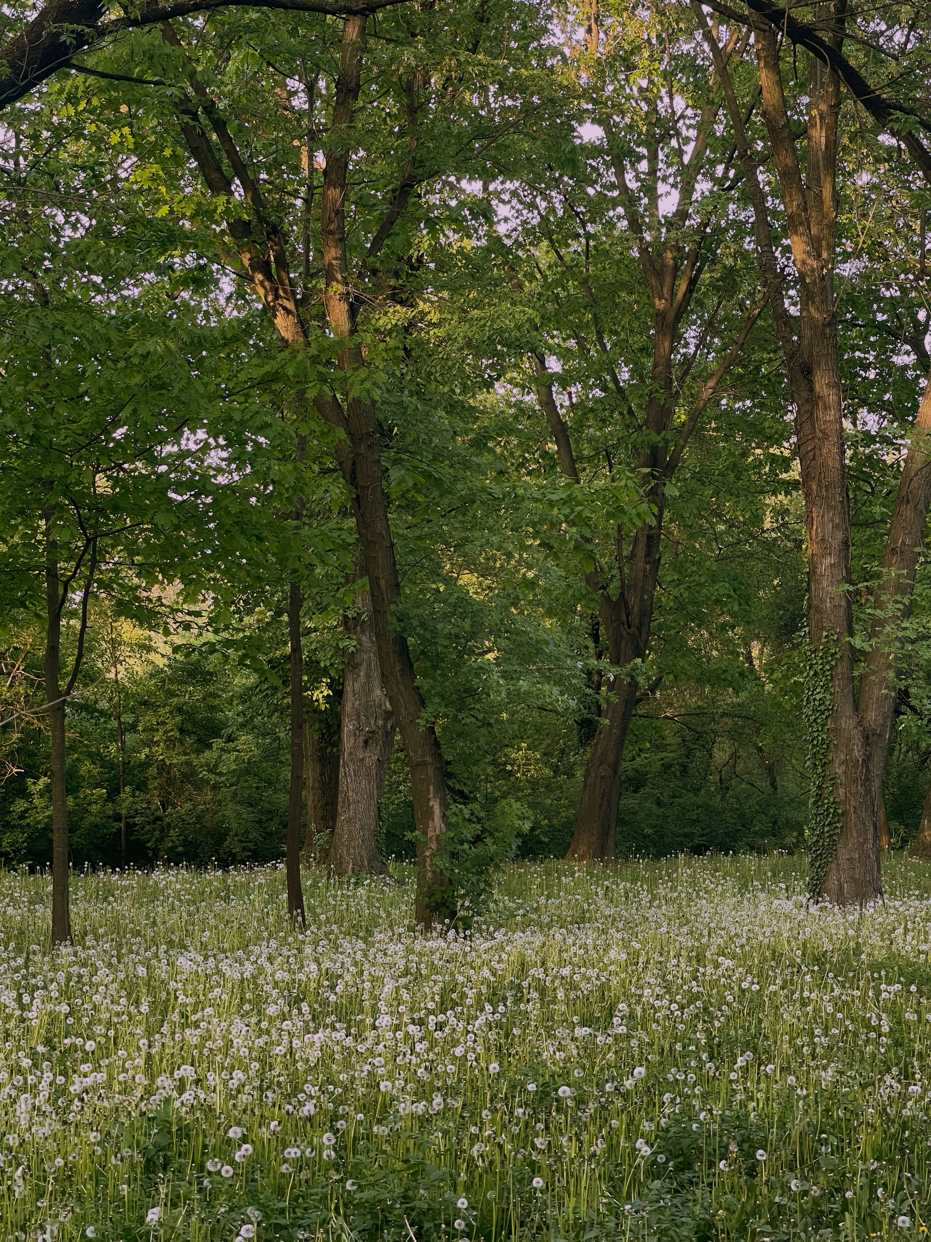 Serene forest scene with blooming dandelions under lush green trees in springtime.