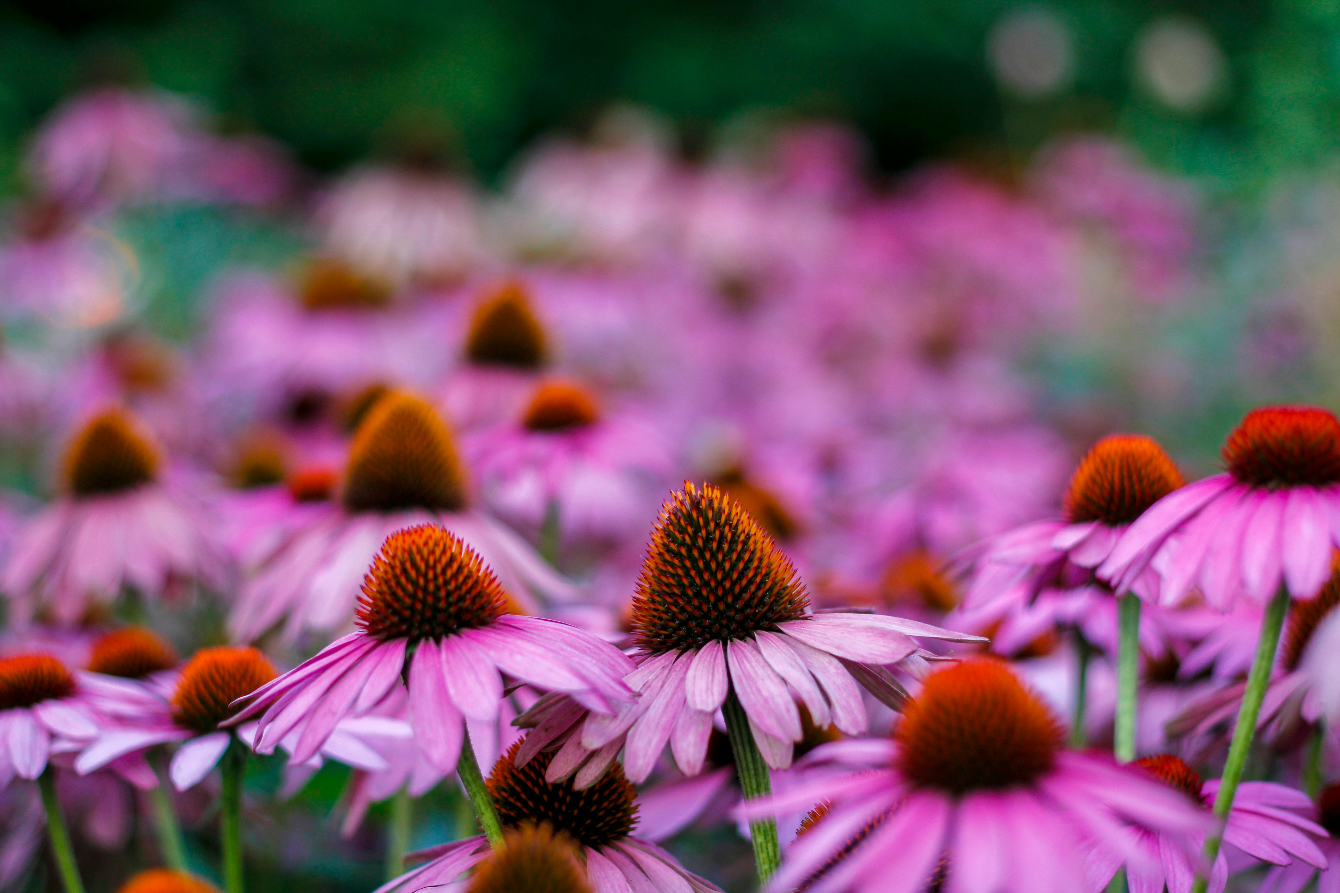 selective focus photo of purple petaled flowers