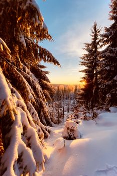 Breathtaking sunrise casting warm light on a snowy forest in Liberecký kraj, Czech Republic.