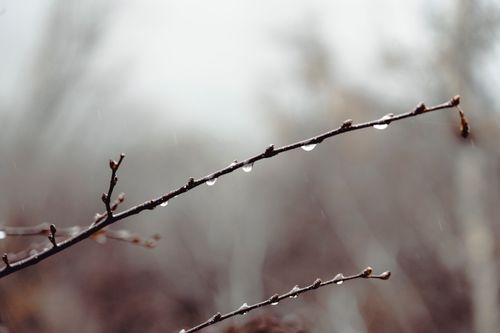 Free A close-up of a wet branch with rain droplets on a foggy day in nature. Stock Photo