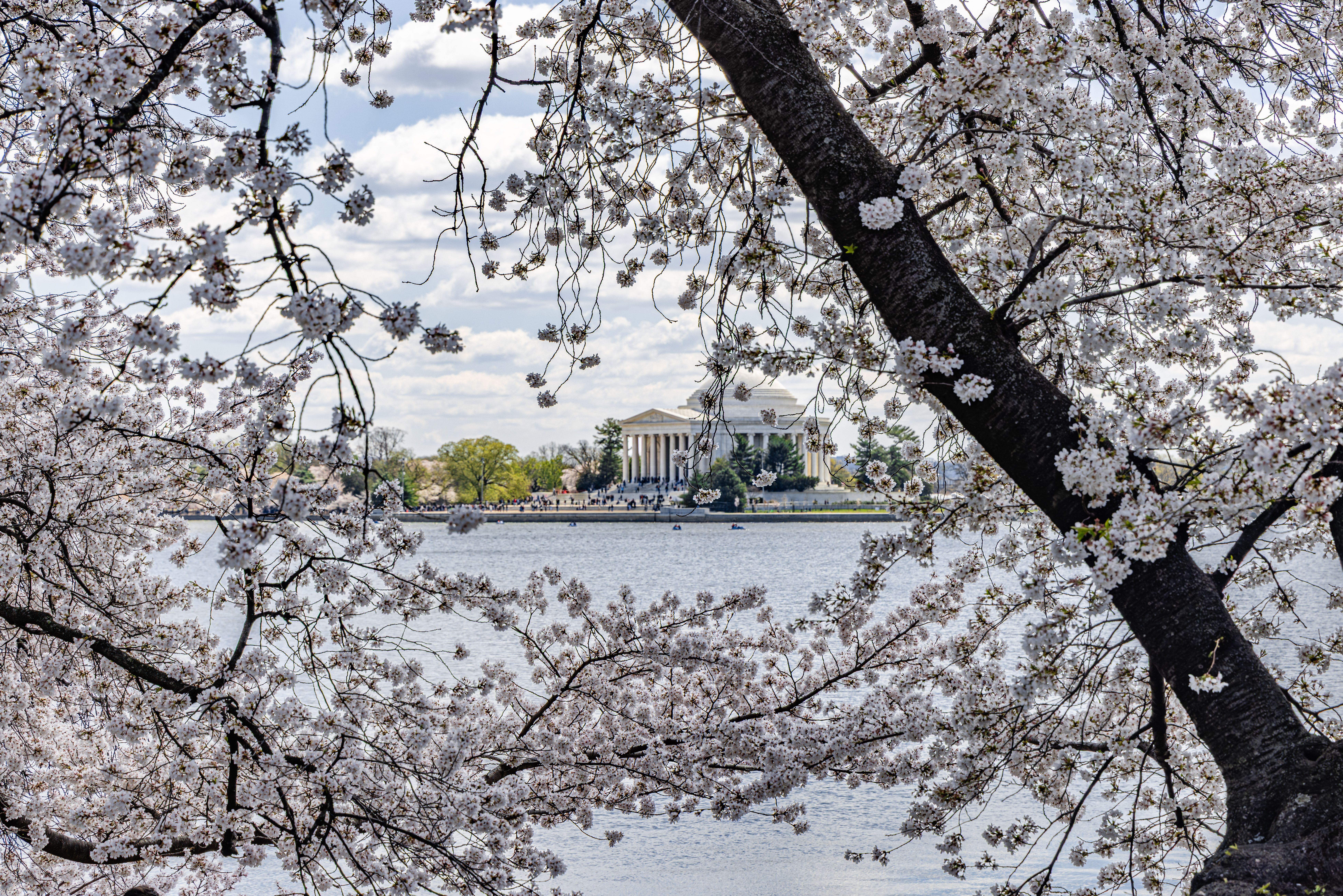 A white domed building with columns seen across a stretch of water through branches covered in white cherry blossom