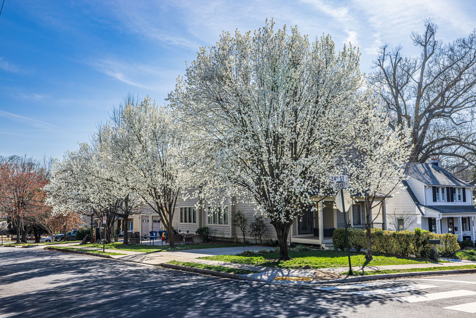 Blossoming trees lining a quiet residential street in spring, Will-O-Way, Naperville IL