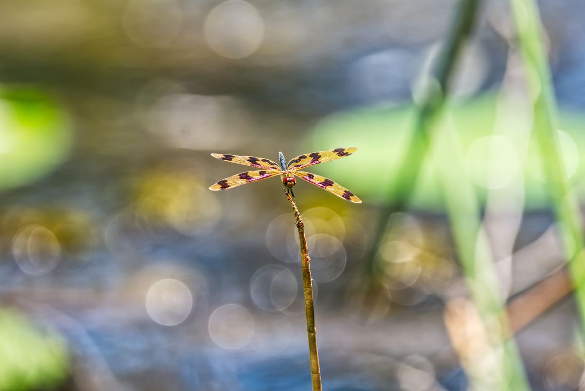 Yellow and Black Dragonfly · Free Stock Photo