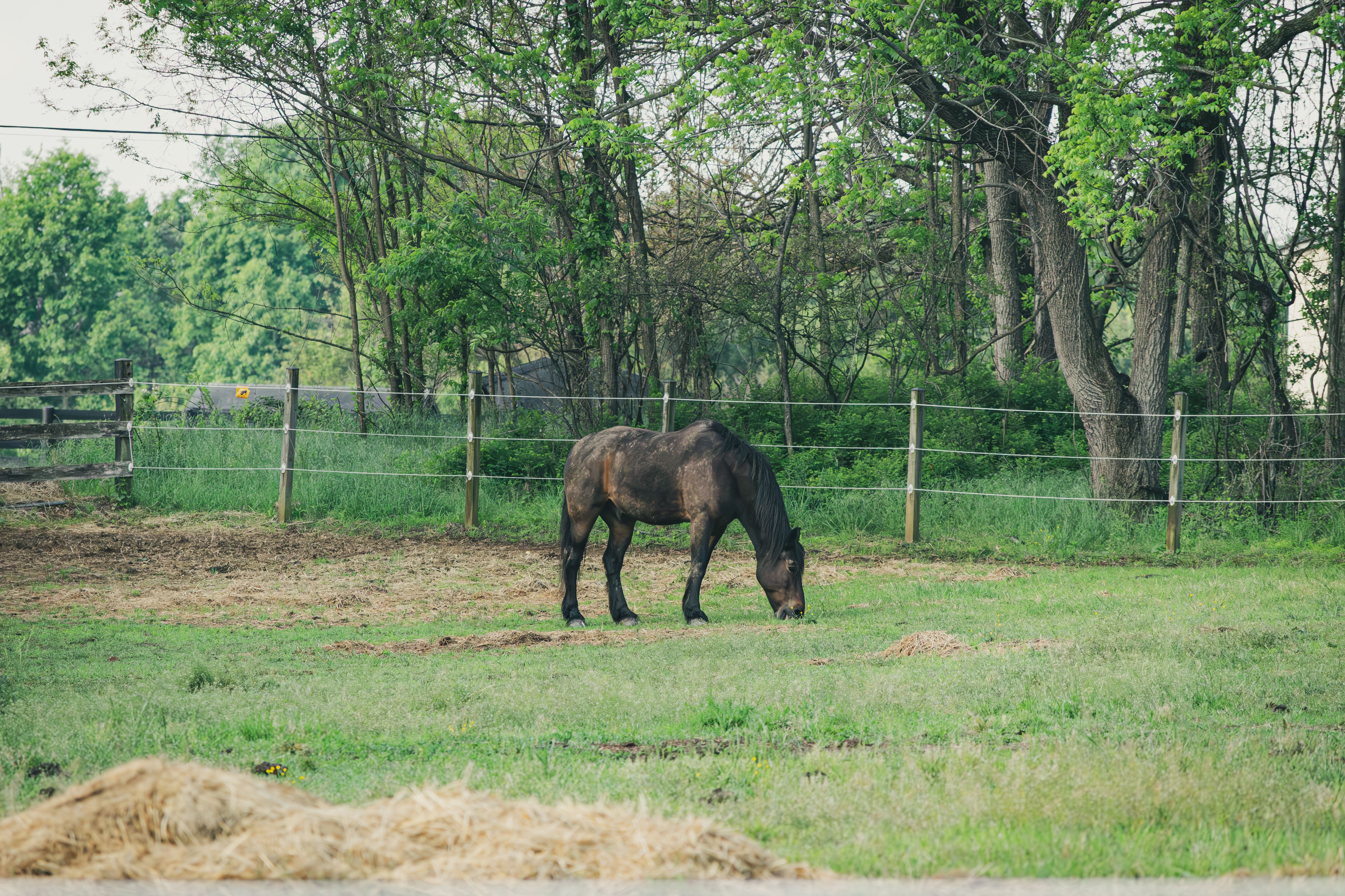 A brown horse grazes peacefully in a verdant field surrounded by trees.