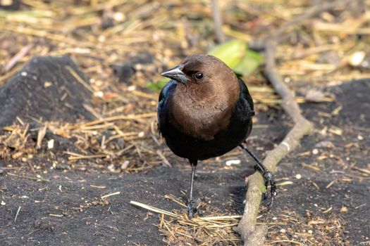 Detailed image of a brown-headed blackbird on the ground.