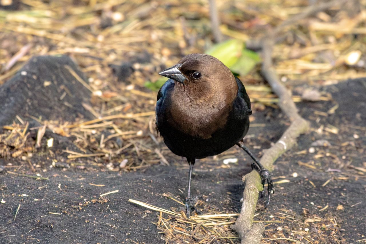 detailed image of a brown headed blackbird on the ground