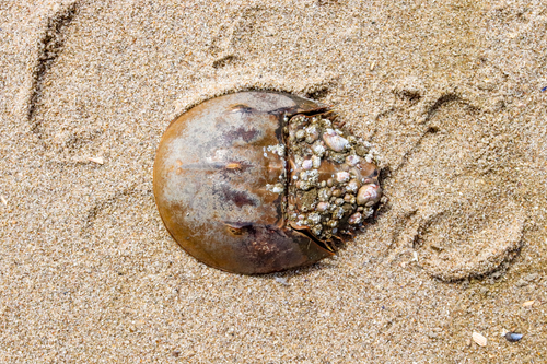 Free Close-up of a horseshoe crab with barnacles on a sandy beach, symbolizing nature's resilience. Stock Photo