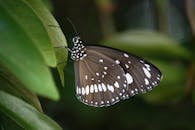 尤普里亚核心蝴蝶的特写镜头停留在叶子上，背景是模糊的绿色