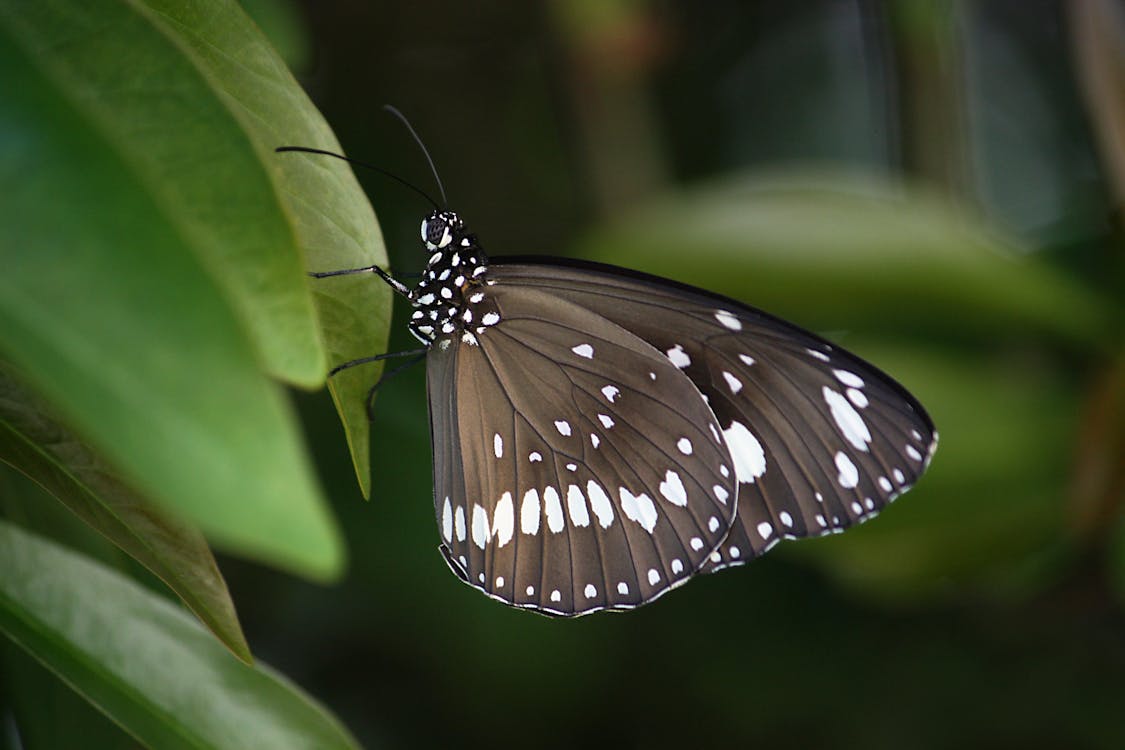 Ücretsiz Yeşil Yaprak üzerinde Siyah Beyaz Benekli Kelebek Stok Fotoğraflar