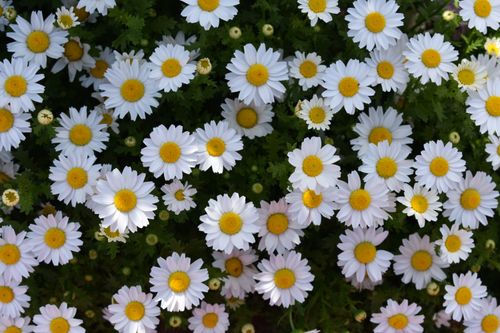 Free A vibrant collection of white daisies with yellow centers in full bloom, captured outdoors. Stock Photo