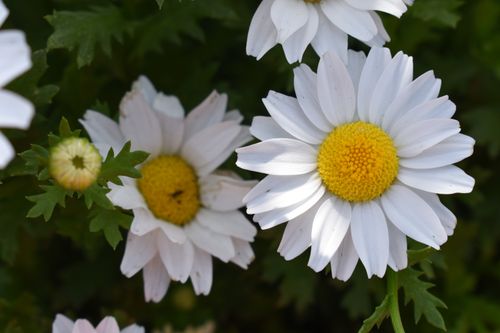 Free Detailed view of blooming white daisies with green leaves, captured in natural light. Stock Photo