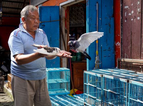 Free An elderly man tends to pigeons in an outdoor market in Bandung, Indonesia. Stock Photo