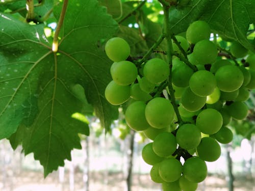 Free stock photo of grapes, green grapes