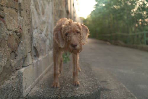 Free Photo Of Brown Dog Stock Photo