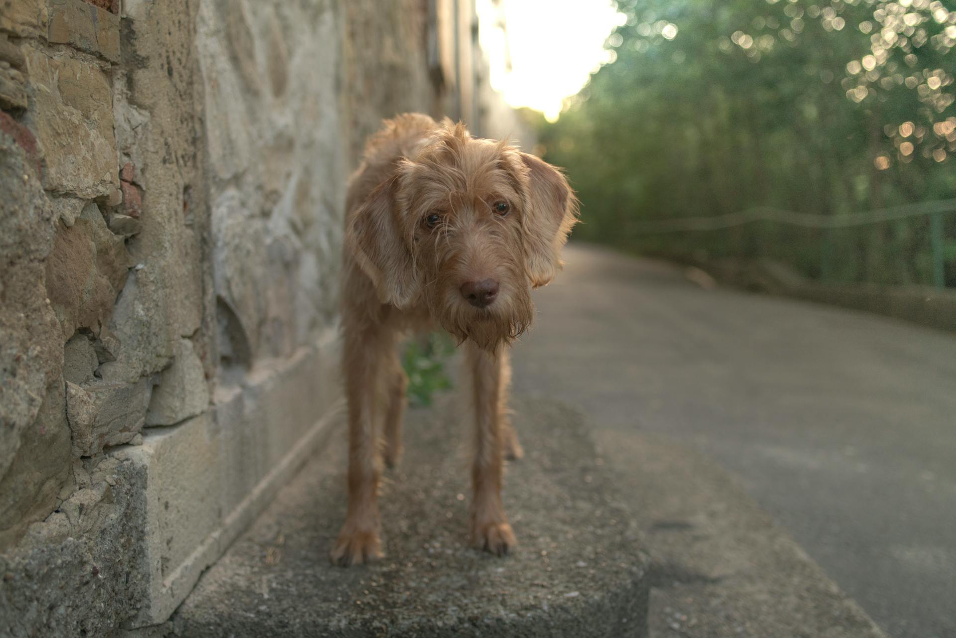 Photo Of Brown Dog