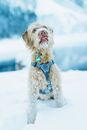 可爱的狗狗在冬日的雪地里欢快地玩耍，展现出俏皮的幸福