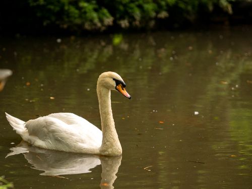 Free A graceful mute swan glides peacefully across a tranquil pond surrounded by greenery. Stock Photo