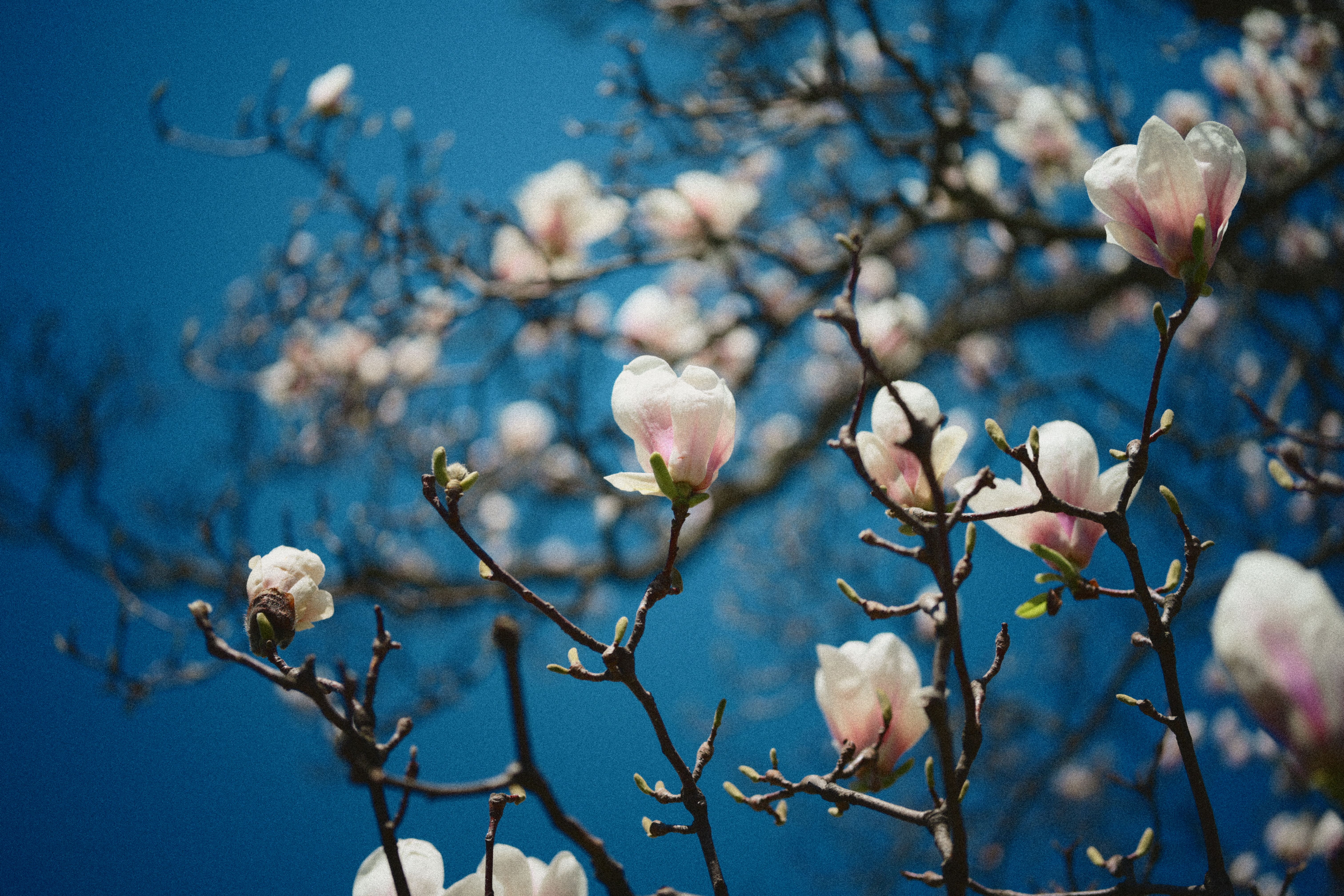 Beautiful Blooming Magnolia under Blue Sky