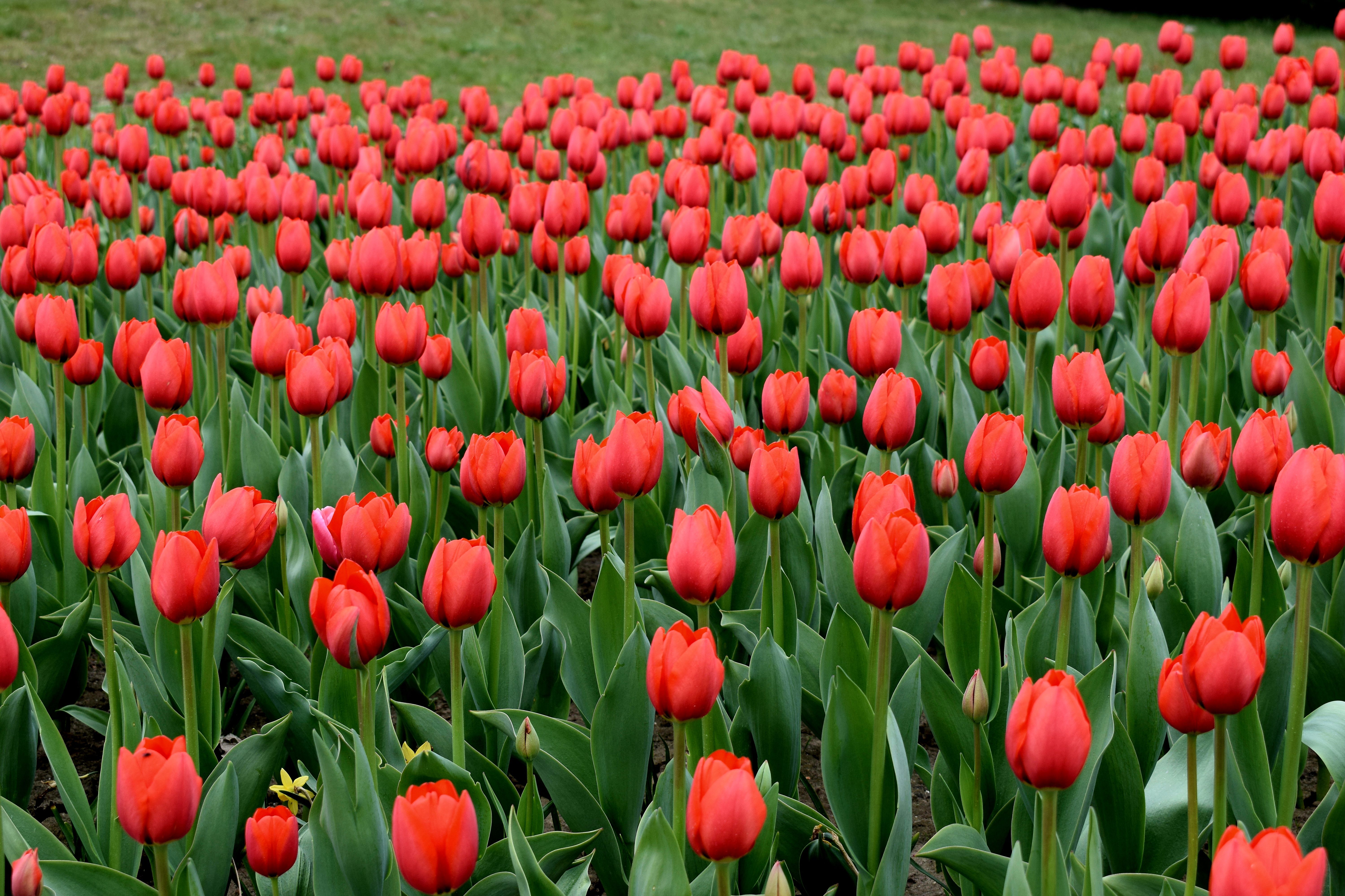 Petřín Gardens