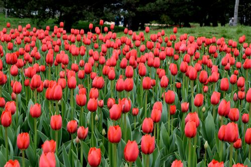 Free A stunning view of a vast field of vibrant red tulips in bloom during spring. Stock Photo