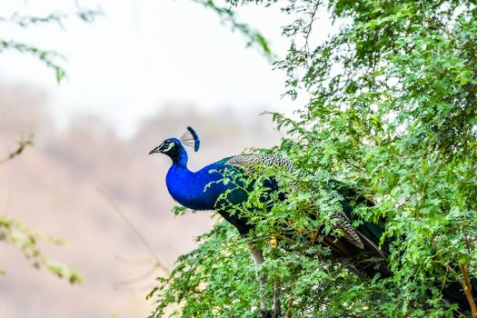 peacock photo