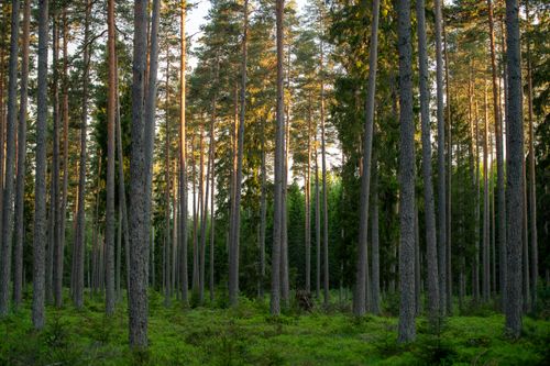 Free A tranquil view of a pine forest bathed in golden sunset light in Saku, Estonia. Stock Photo