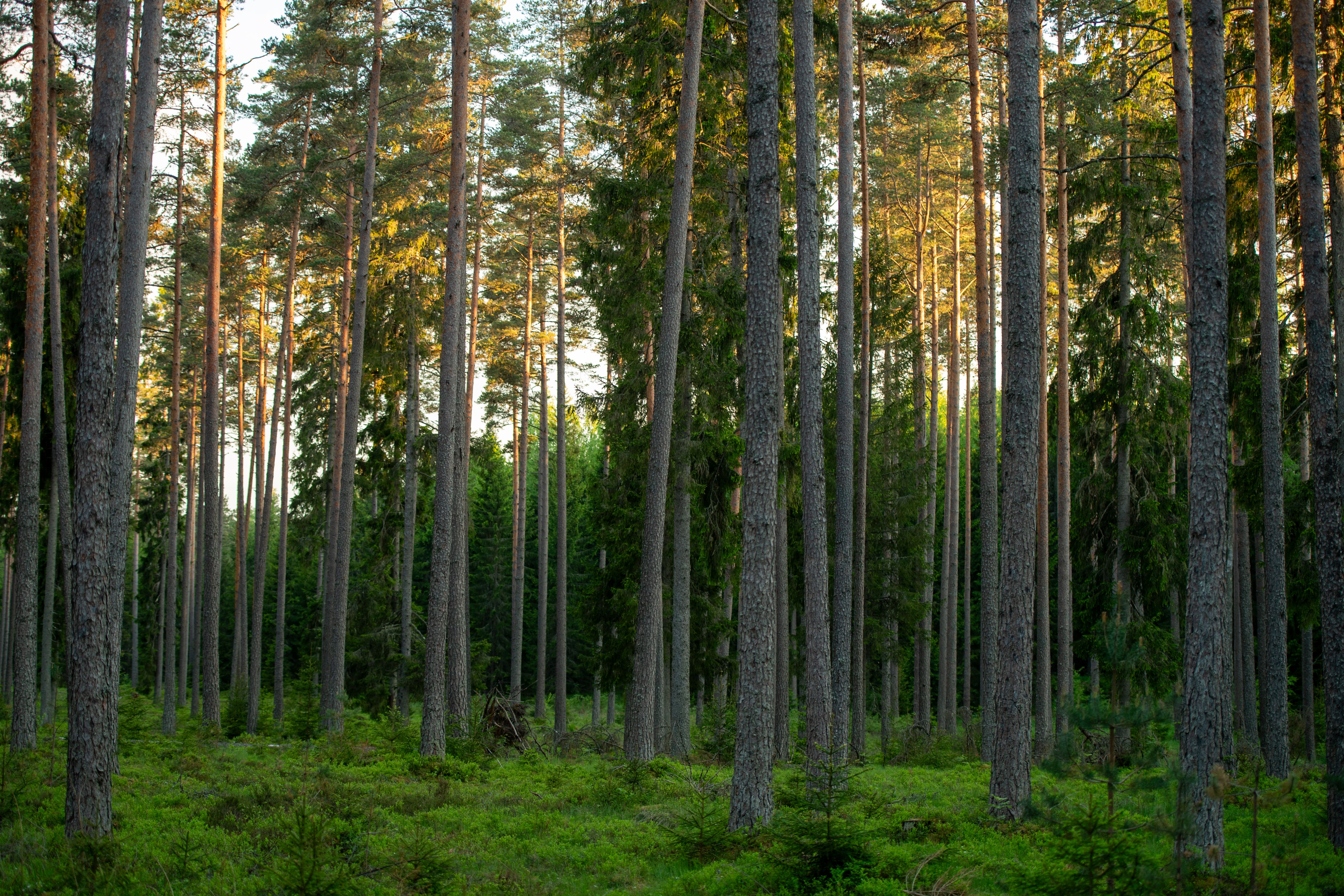 Sunlight filtering through a serene pine forest during golden hour.