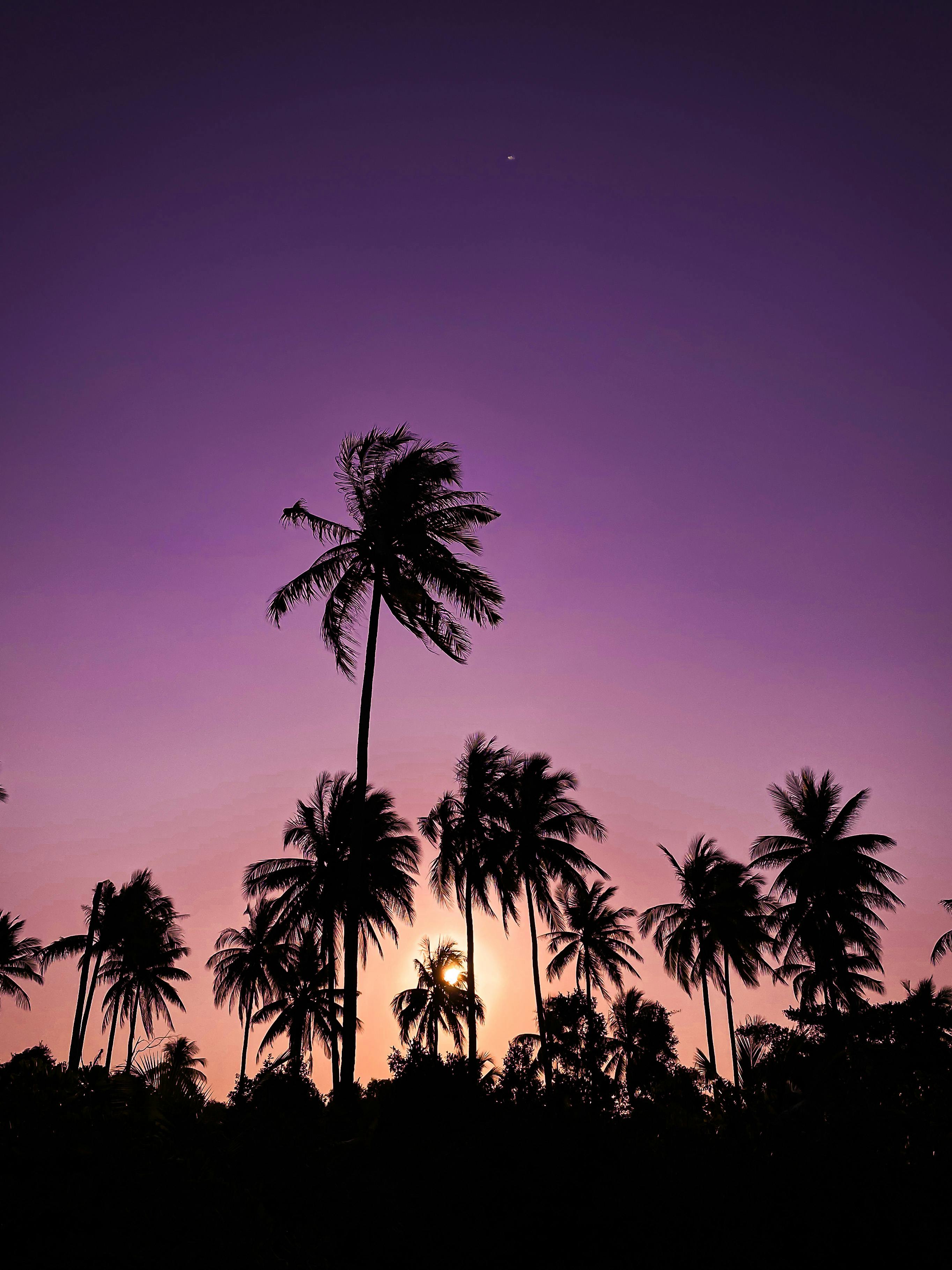 Silhouetted palm trees under a vibrant purple sunset sky, creating a tranquil tropical scene.