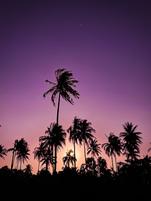 şafakta Palmiye Ağaçlarının Manzaralı Fotoğrafı