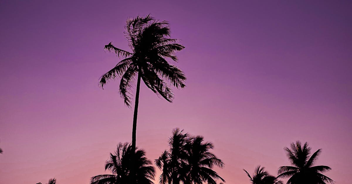 Scenic Photo Of Palm Trees During Dawn · Free Stock Photo